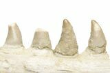 Mosasaur (Halisaurus) Jaw Section with Six Teeth - Morocco #225278-4